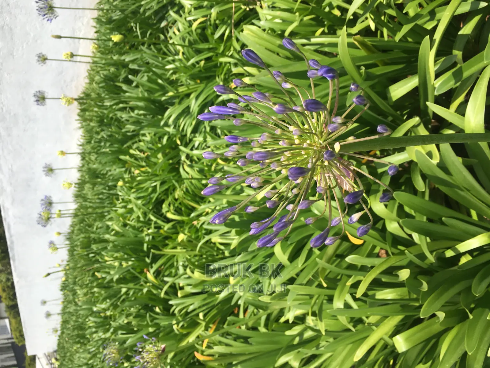 Flowering Plants Agphantus