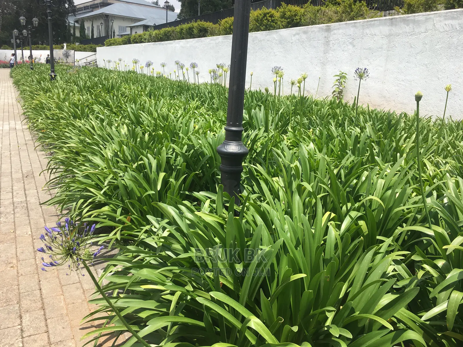 Flowering Plants Agphantus