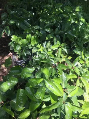 Ficus Variety Shiny Leafs