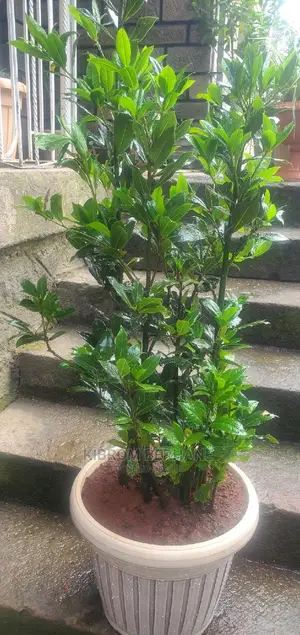 Bay Leaf Tree