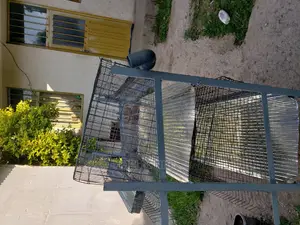 Chicken Cage የዶሮ ቤት
