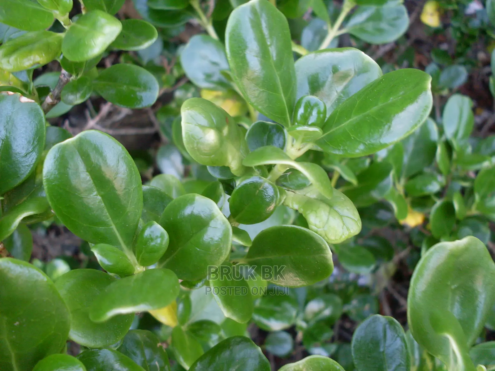 This Plant Comes in Different and Beautiful Colors