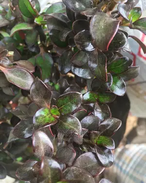 This Plant Comes in Different and Beautiful Colors