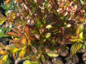 This Plant Comes in Different and Beautiful Colors
