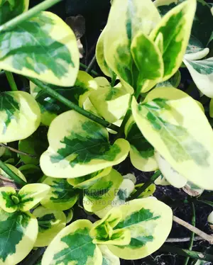 Hanging Plant