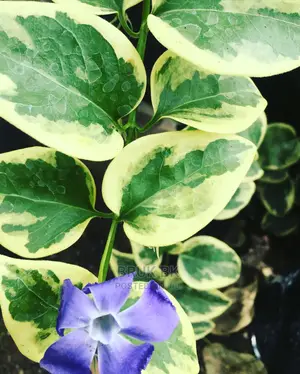 Hanging Plant