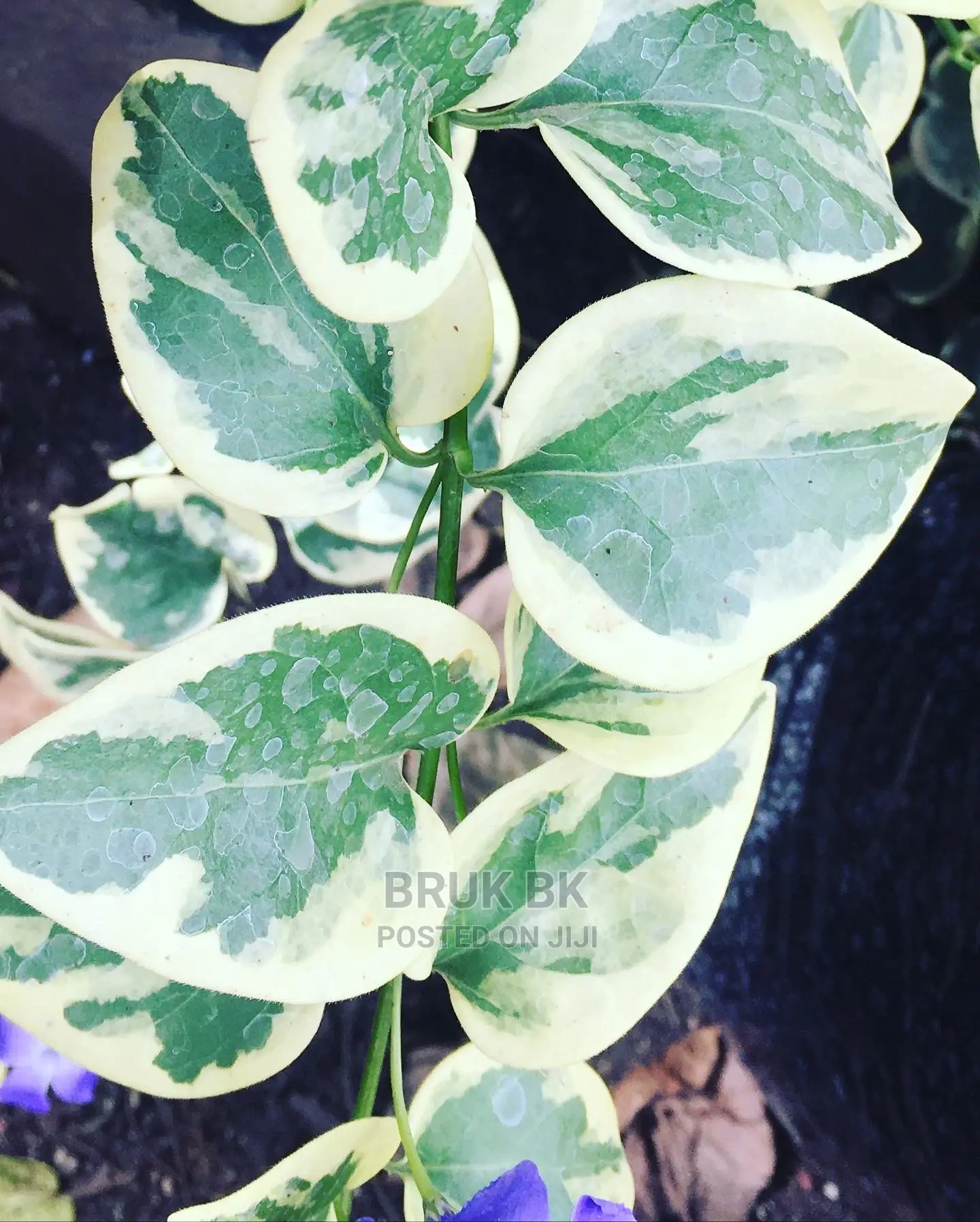 Hanging Plant