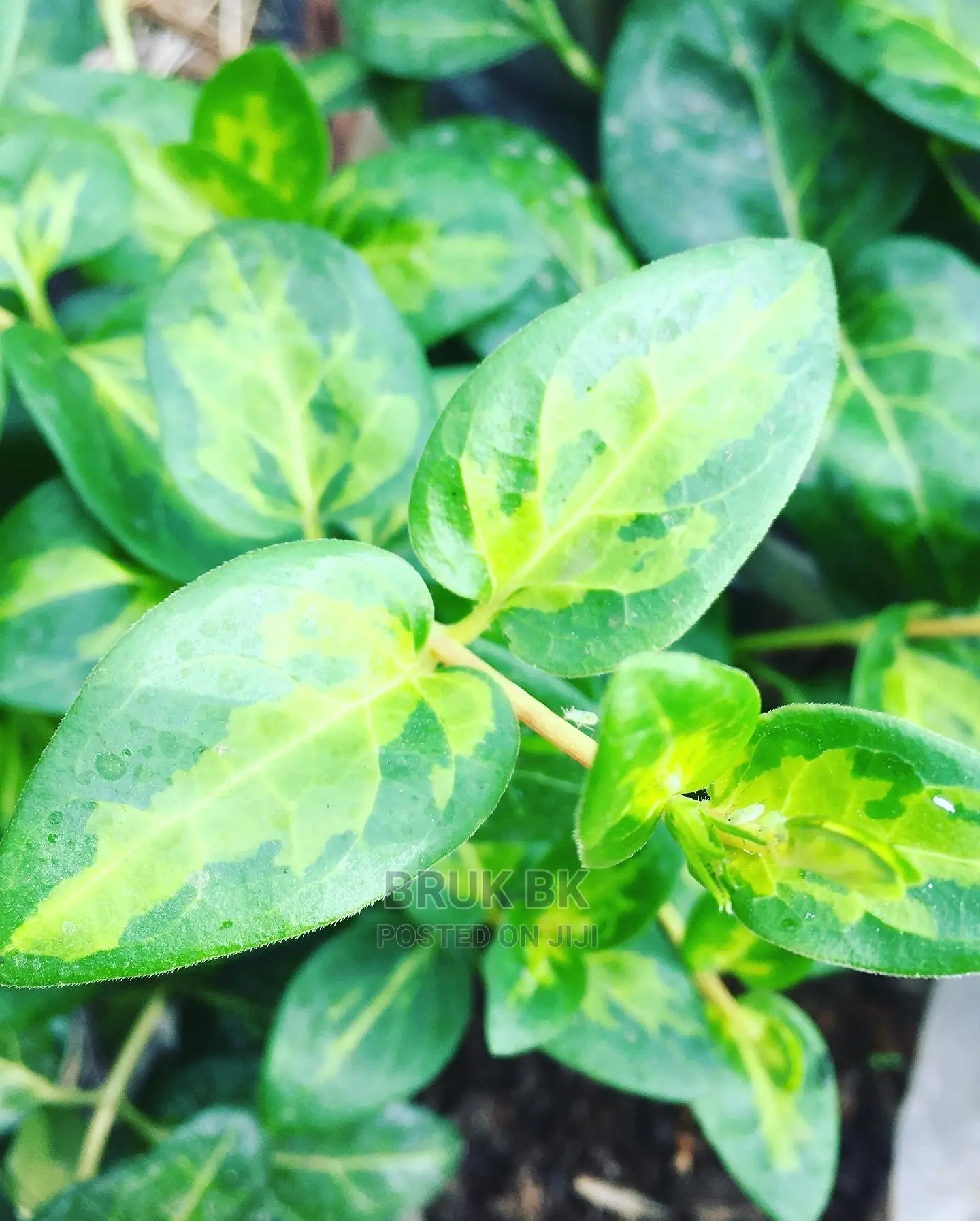 Hanging Plant