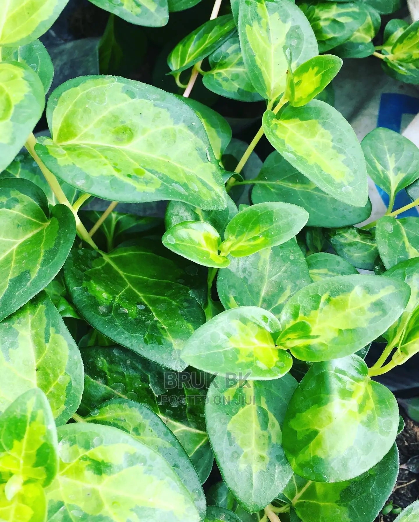 Hanging Plant