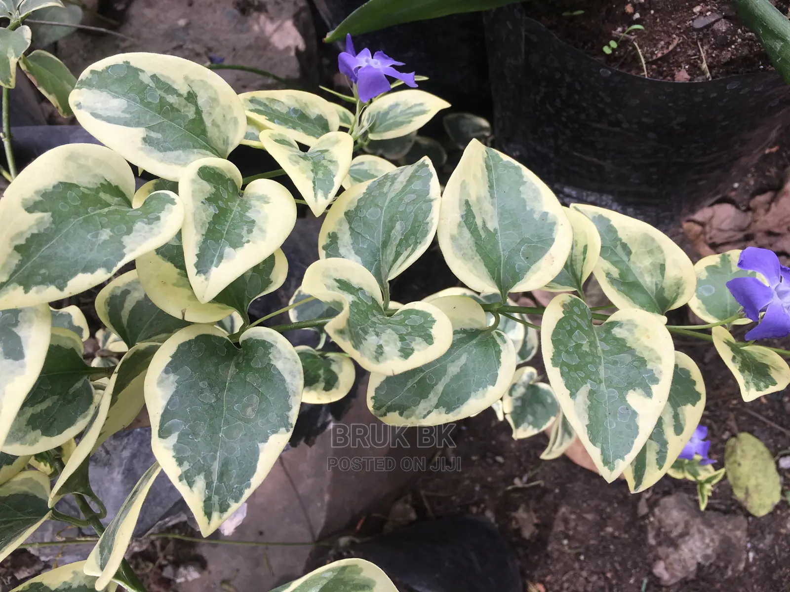 Hanging Plant