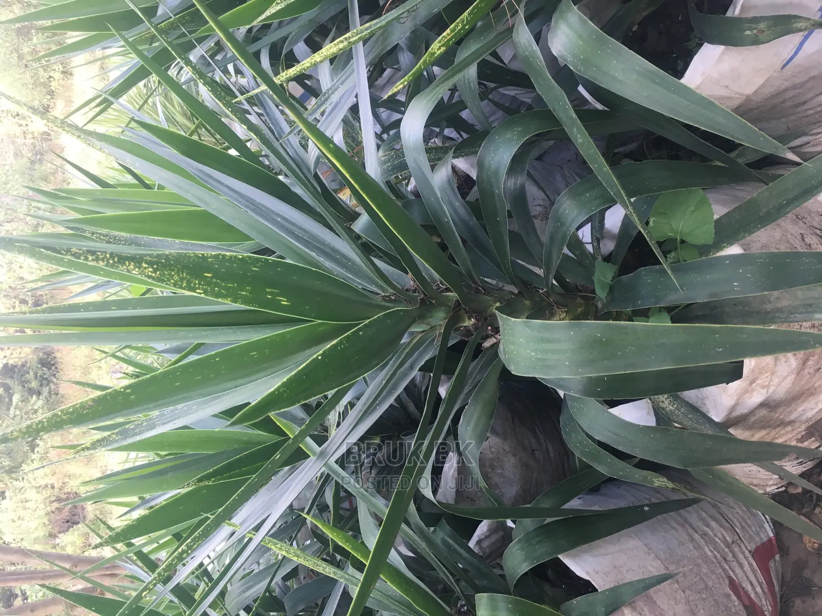Yucca Variety Beautiful Outdoor Plant