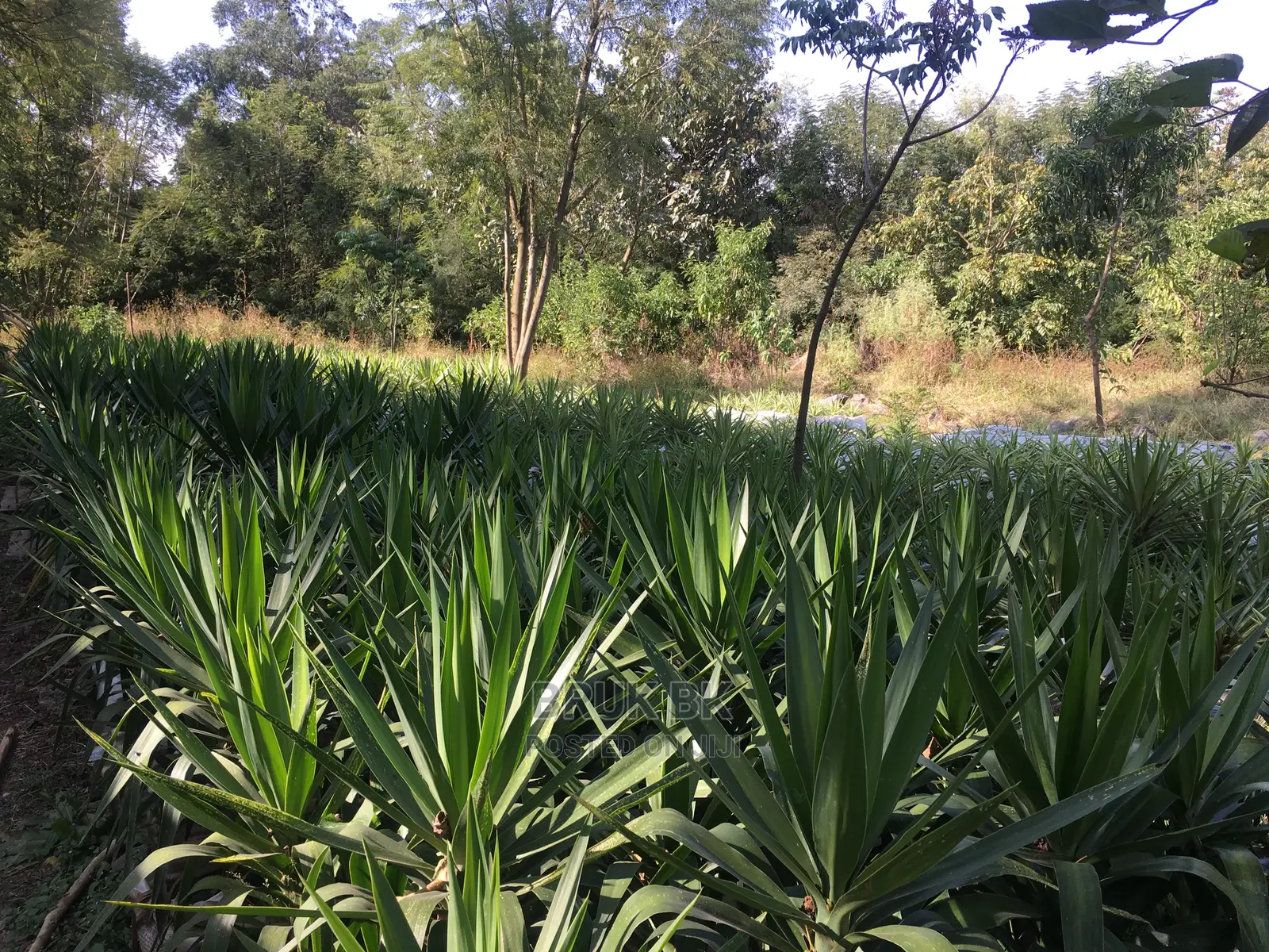 Yucca Variety Beautiful Outdoor Plant