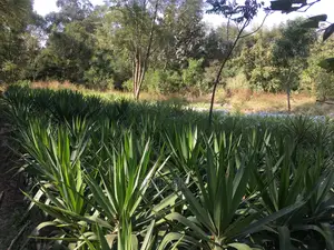 Yucca Variety Beautiful Outdoor Plant