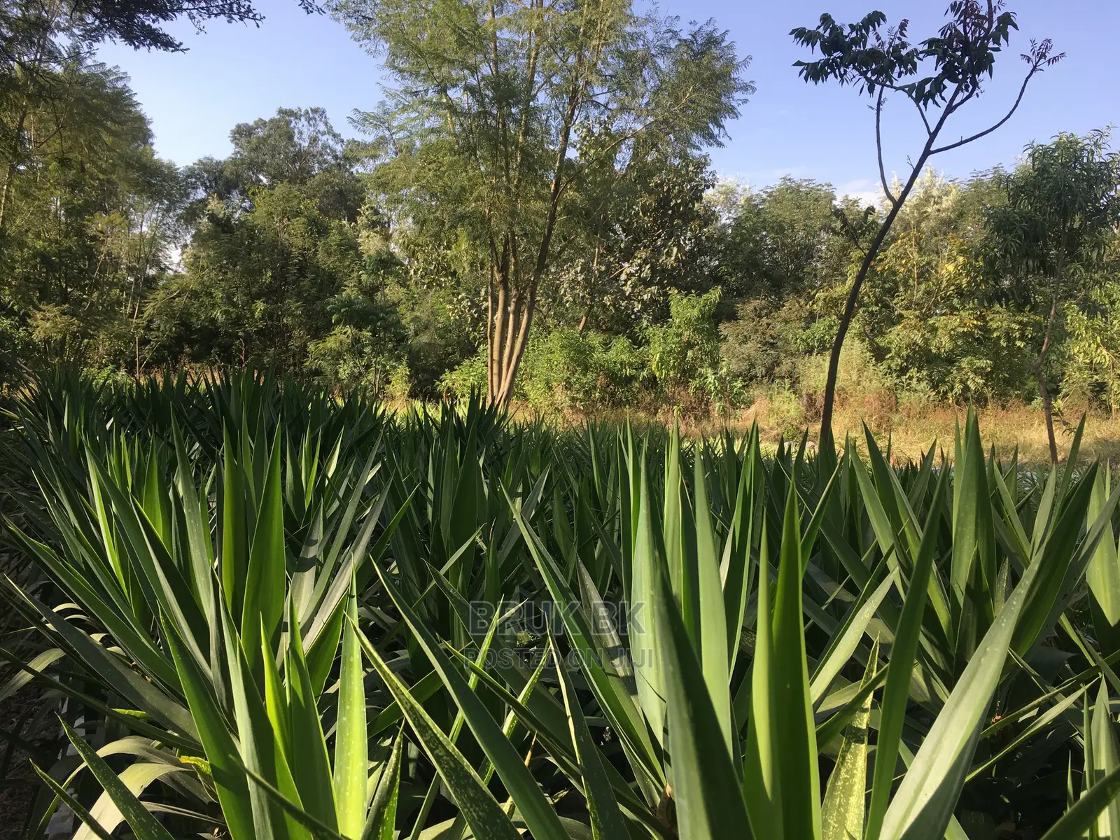 Yucca Variety Beautiful Outdoor Plant