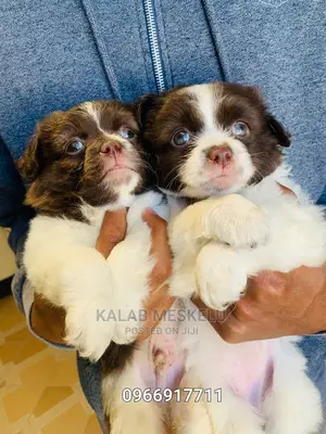 1-3 Months Male Purebred Papillon