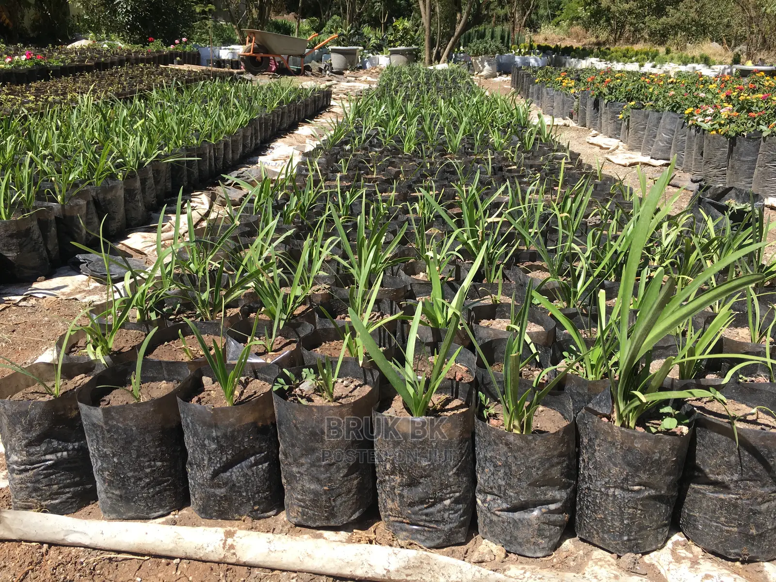 Flowering Plants Agphantus