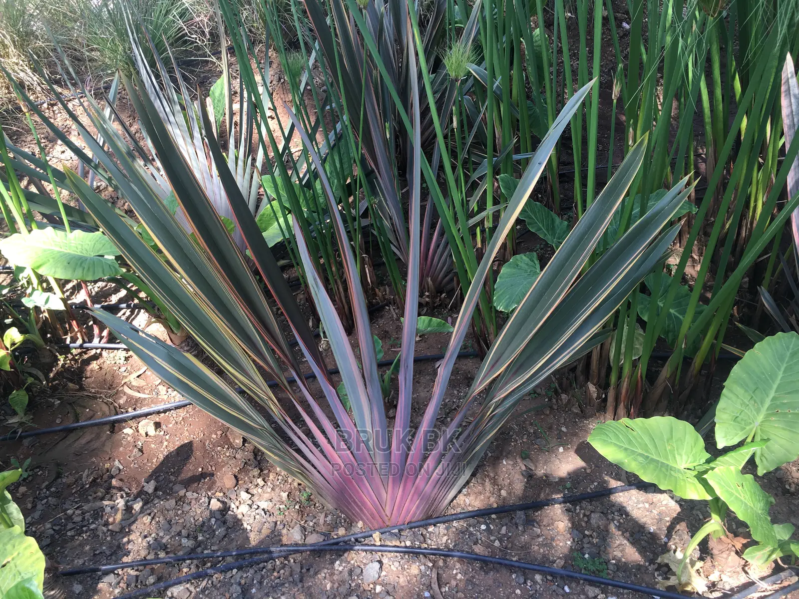 Phormium Plant