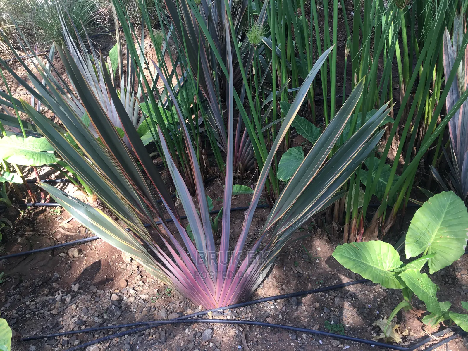 Phormium Plant