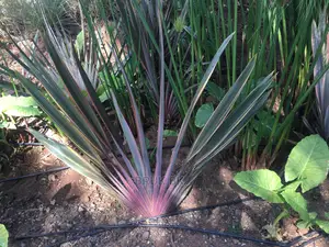 Phormium Plant