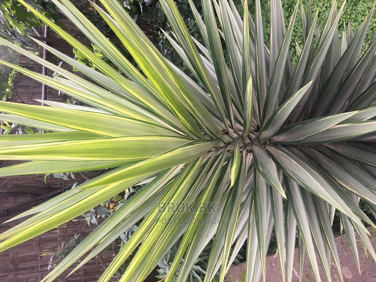 Yucca Plant