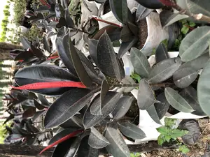 Brown Rubber Tree