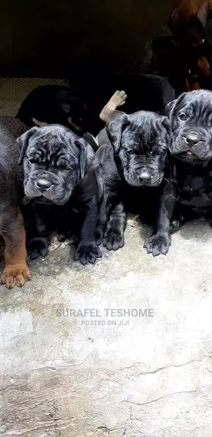 1-3 months Male Purebred Mastiff
