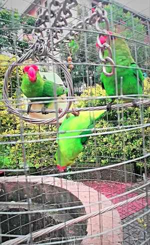 Parrots Pets
