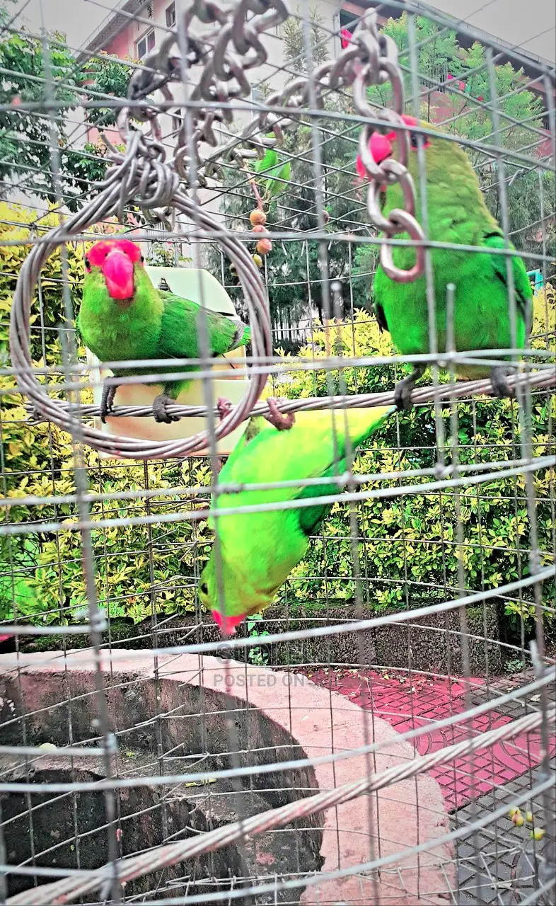 Parrots Pets