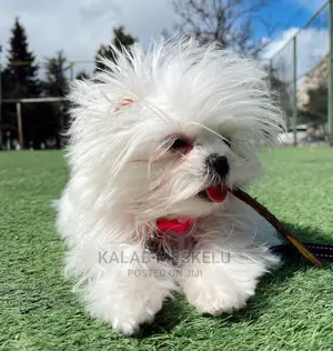 1-3 Months Male Purebred Maltese
