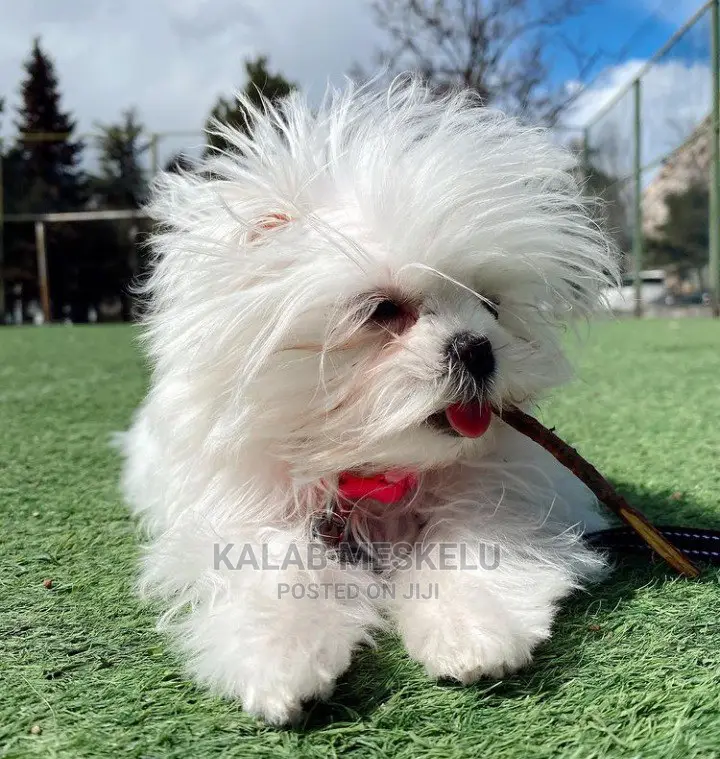 1-3 Months Male Purebred Maltese