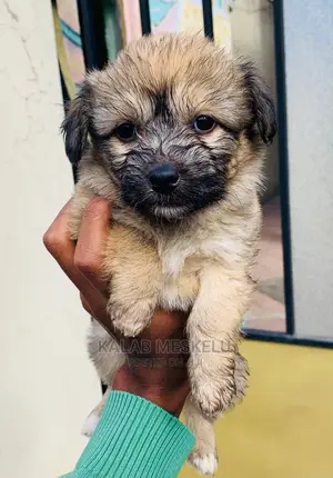 1-3 Months Male Purebred Shih Tzu
