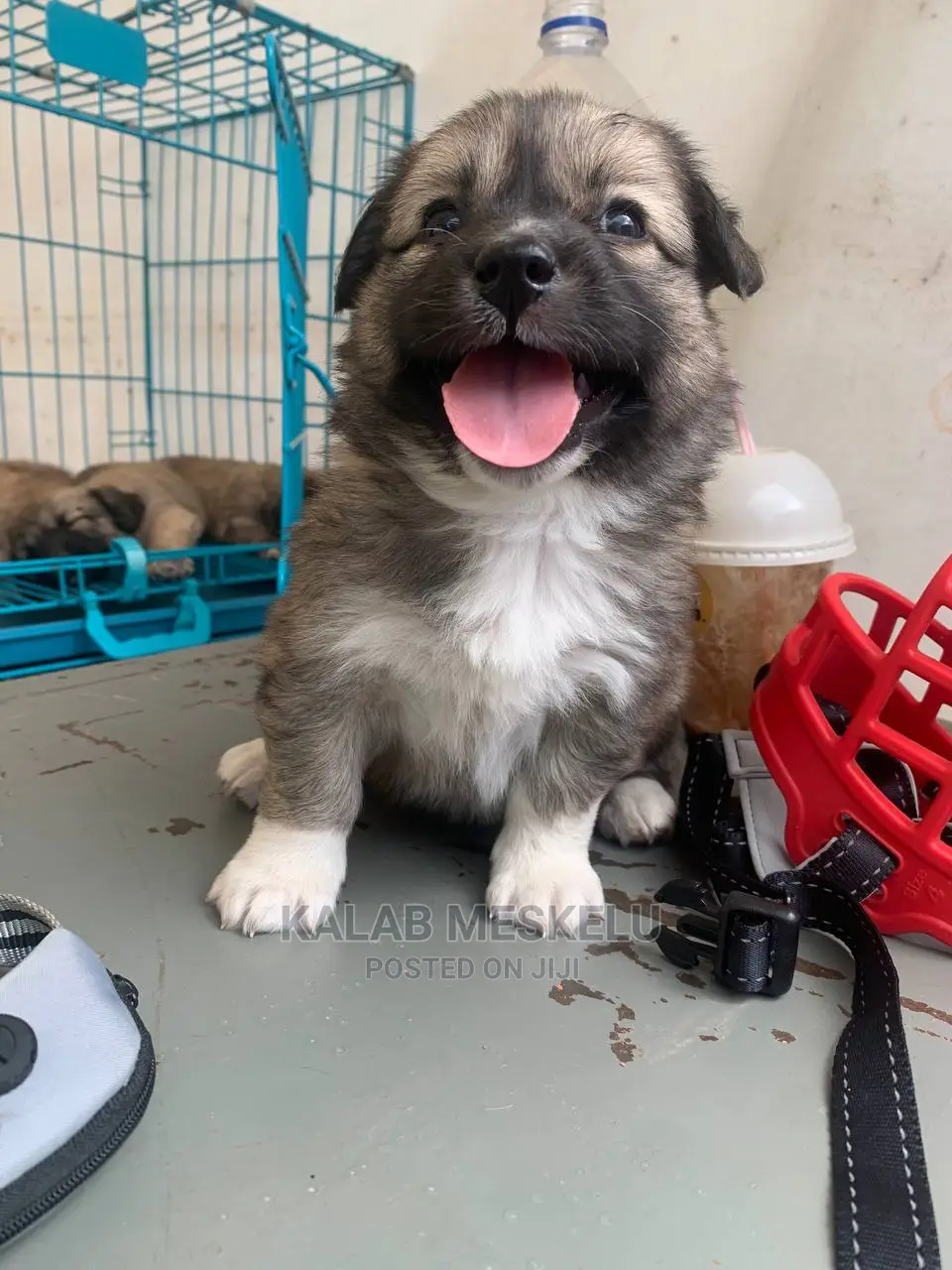 1-3 Months Male Purebred Shih Tzu