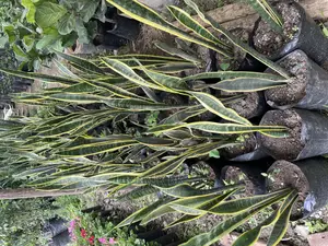 Sansivera Plant for House Decorations and Home Gardening