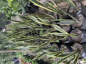 Sansivera Plant for House Decorations and Home Gardening