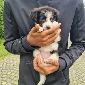3-6 Months Female Purebred Papillon