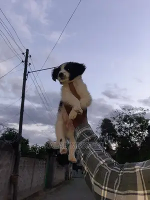 3-6 Months Female Mixed Breed Dog