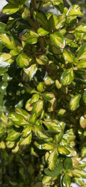 Different Varieties of Comprosma