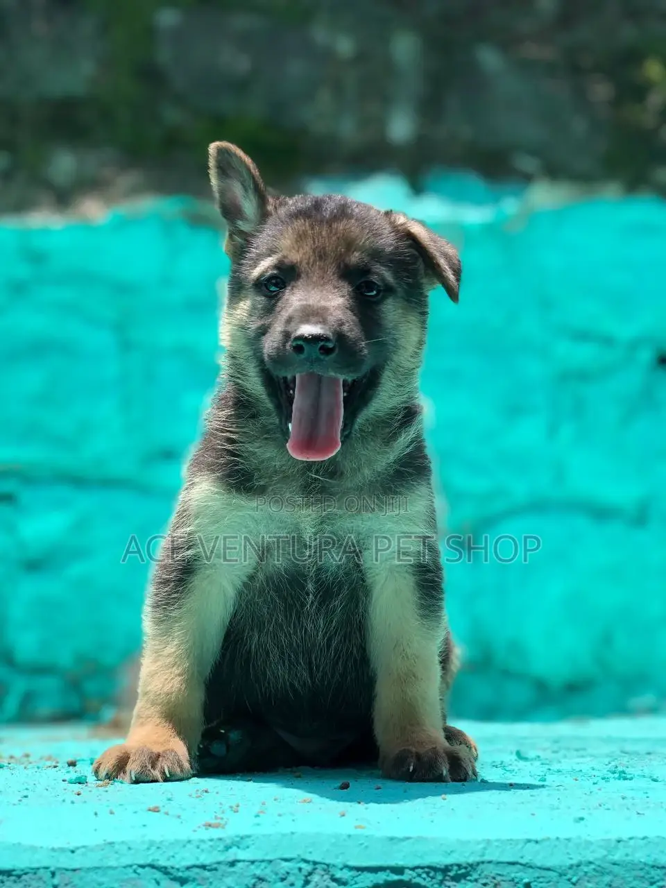 1-3 months Male Purebred German Shepherd