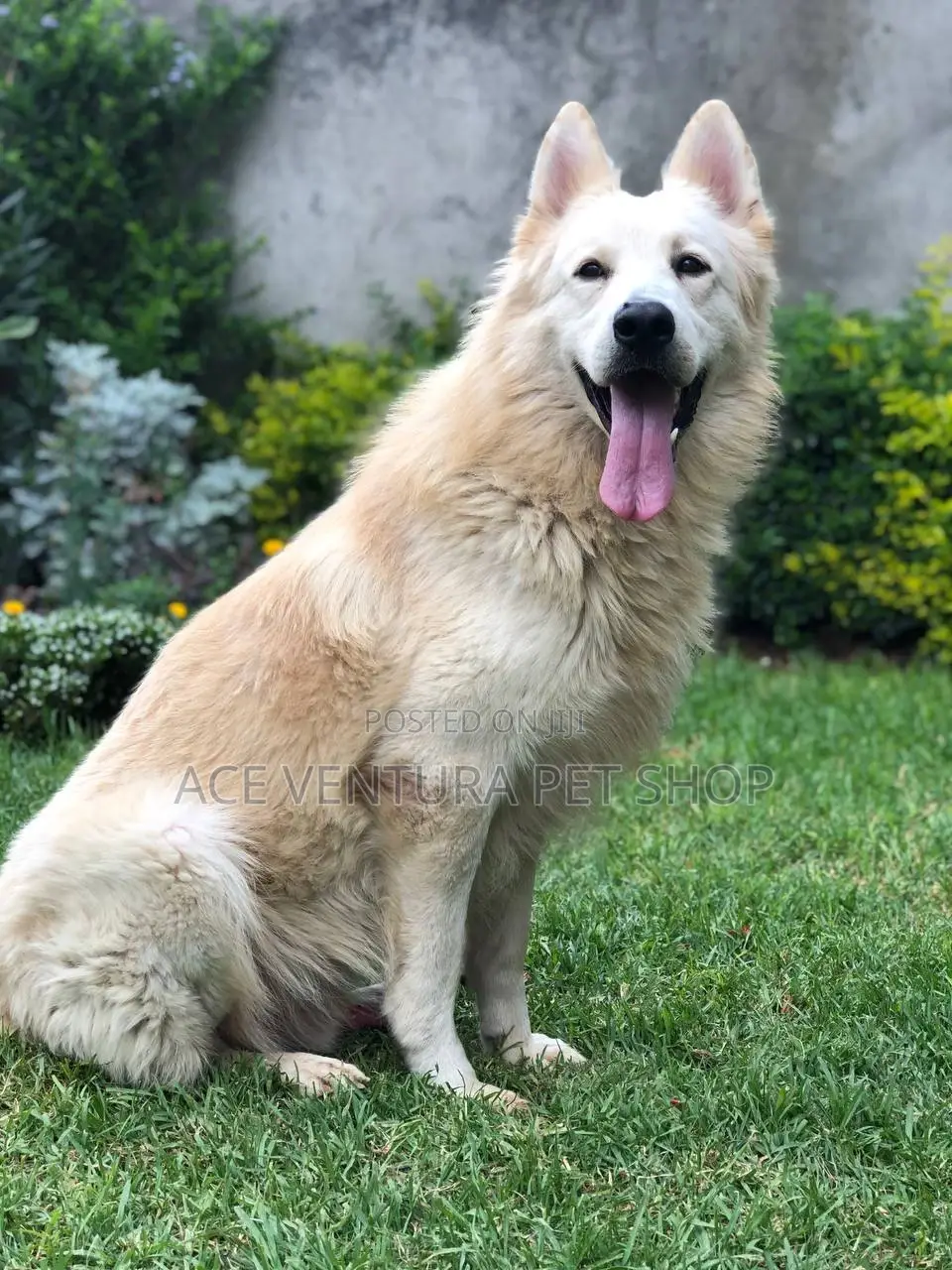 1-3 months Male Purebred German Shepherd