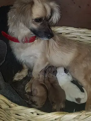 1-3 months Female Purebred Affenpinscher