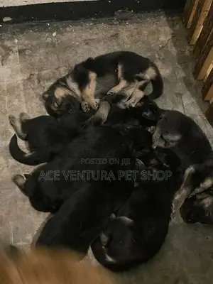 1-3 months Male Purebred German Shepherd