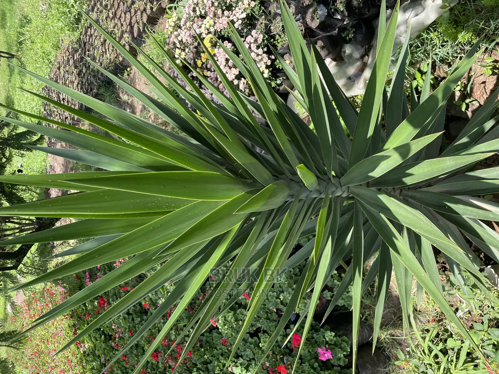 Yucca Variety Beautiful Outdoor Plant