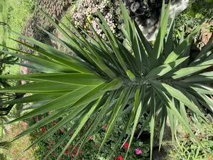Yucca Variety Beautiful Outdoor Plant