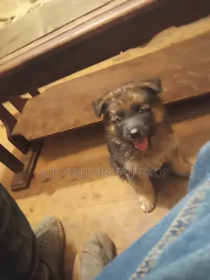 1-3 months Male Purebred German Shepherd