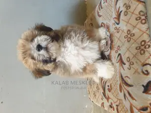 3-6 months Male Purebred Shih Tzu