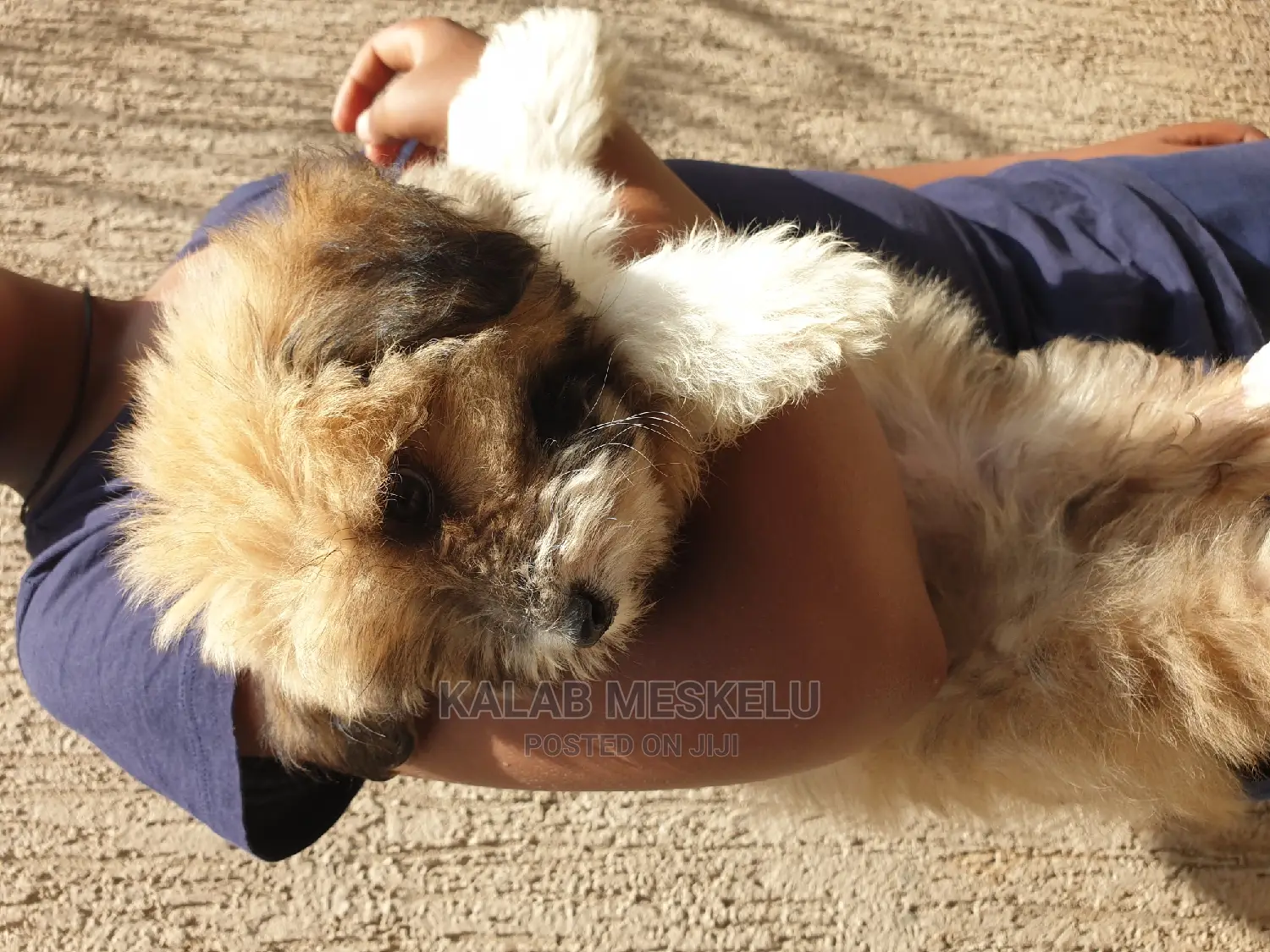 3-6 months Male Purebred Shih Tzu