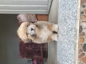 3-6 months Male Purebred Shih Tzu