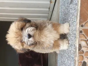 3-6 months Male Purebred Shih Tzu