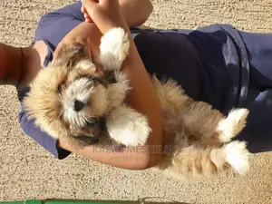 3-6 months Male Purebred Shih Tzu