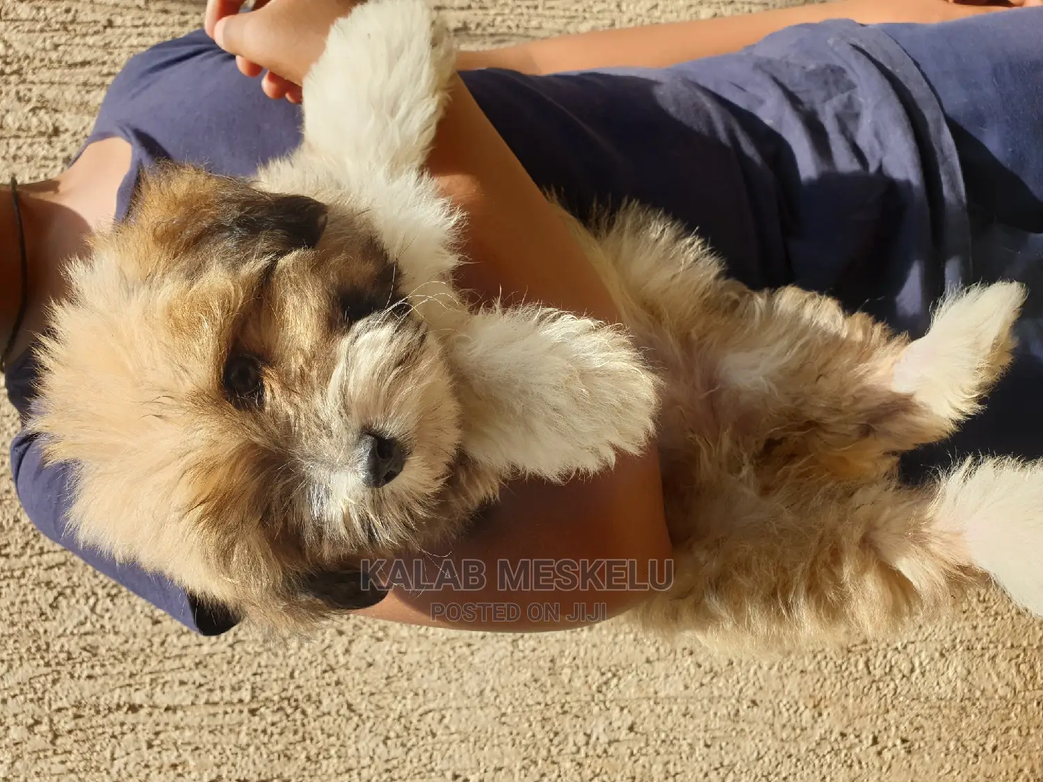 3-6 months Male Purebred Shih Tzu